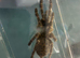 OBT USAMBARA Orange, P MURINUS