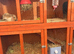 Lionhead & Lop Bunny Pair & Accessories Hutch