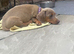 Adorable Dachshund Puppies Ready for Their Forever Homes!