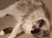 Ragdoll looking for a forever home