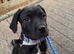 Female puppy