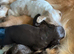 5 quality cocker spaniel pups ready now
