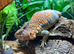 Ocellated Uromastyx at Birmingham Reptiles