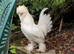 RARE WHITE SULTAN HATCHING EGGS PURE BREED Ornamental FANCY CRESTED BOOTED BOURNEMOUTH