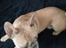 French bulldog stud