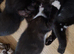 READY NOW! &pound;30..BOY KITTEN.