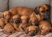 Dachshund puppy boy for sale 9weeks