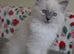 3 beautiful ragdoll are looking for a forever home