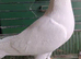 Pure white Logan’s racing pigeons high quality birds