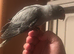 Baby Indian ring neck