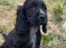 Show type cocker spaniel puppies