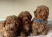 Cavapoochon puppies