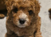 6 beautiful cavapoo puppies