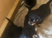 Rottweiler puppies