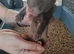 Baby ferrets