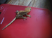 crested geckos reduced
