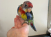 Silly Tame Hand-Reared GMR Rosella's For Sale