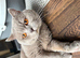 Pedigree British shorthair kittens