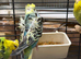 Helicopter budgies