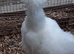 Silkie bantam females