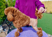 KC reg. Red Toy Poodle. Small. STUD
