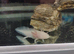 Albino axolotl