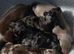 KC Reg Miniature Dachshunds