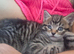Beautiful Tabby girl
