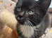 RAGDOLL CROSS BOY READY NOW