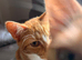 2 male ginger kittens
