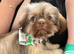 Female shih tzu