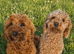 Cockerpoo puppies for sale ready now