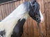 Stunning mini cob