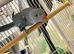 Ringnecks going cheap