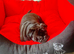 Beautiful KC registered pug puppies