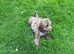 F1 CHOCOLATE COCKAPOO FOR STUD