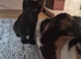 2 black kittens. Male and female
