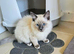 Handsome homebred little boy