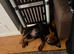 female rottie