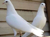 PURE WHITE GARDEN DOVES PIGEONS