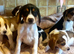 Lab x beagles ready now