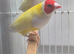 Gouldian finches for sale