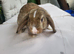 Beautiful Mini lop looking good a home