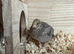 Button Quail