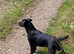 7 chunky patterdal pups
