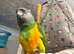 Rocky the Senegal parrot