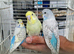 Super Silly hand tamed baby budgies for sale