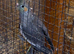Just fledged will be ready in a few weeks