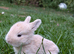 Beautiful Friendly Mini Lops