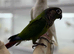 Green cheek conure